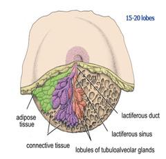 Raynaud's Phenomenon (Vasospasm of the Nipple) - Pump Station & Nurtury