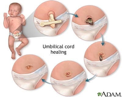 Newborn Features & Reflexes